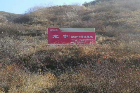党参.jpg